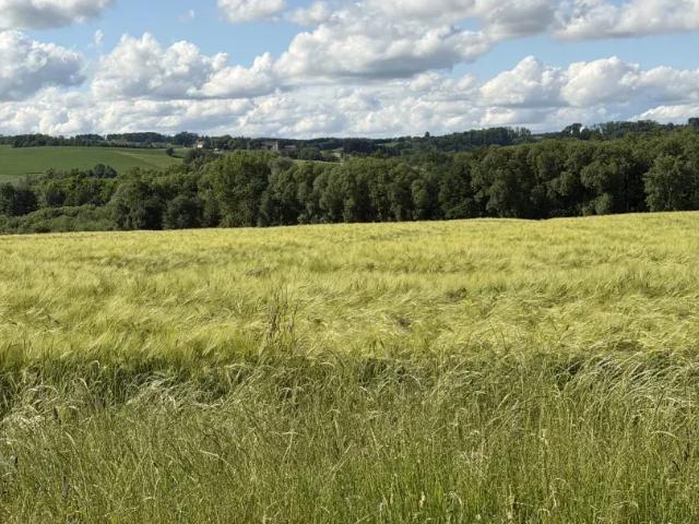 Grundstück kaufen in Taufkirchen an der Pram, Oberösterreich