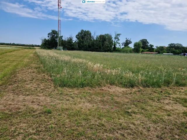 Grundstück kaufen in Theresienfeld, Niederösterreich
