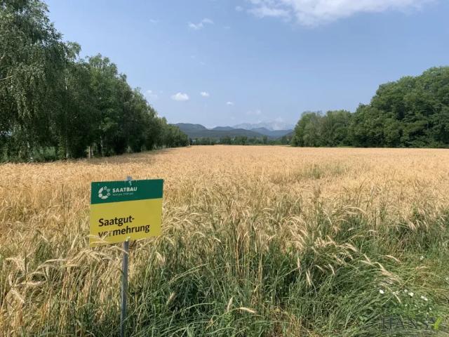 Grundstück kaufen in Willendorf, Niederösterreich