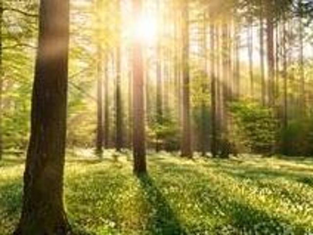 Grundstück kaufen in Eltendorf, Burgenland