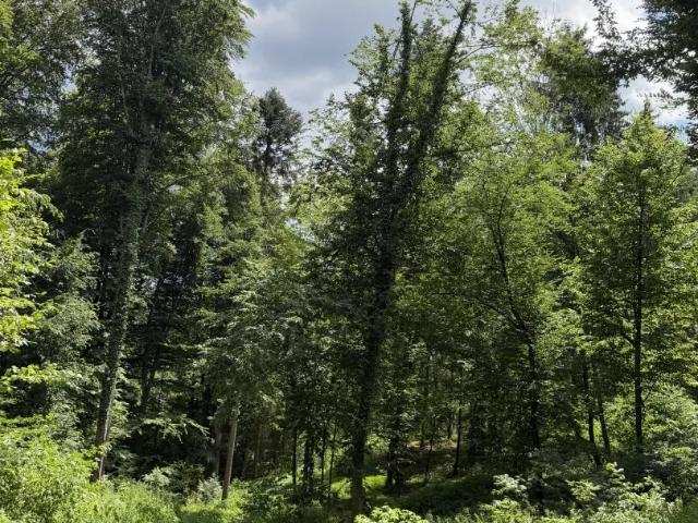 Grundstück kaufen in St. Ruprecht an der Raab, Steiermark