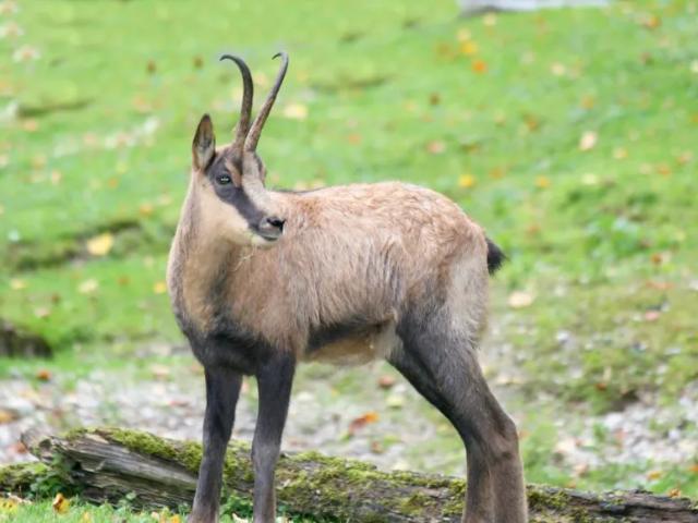 Grundstück kaufen in Kapfenberg, Steiermark