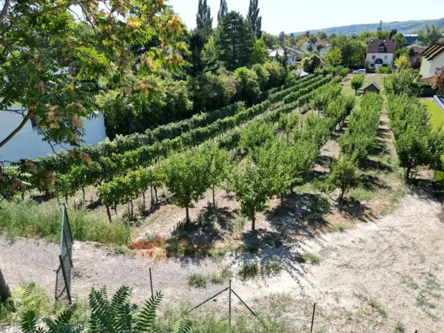 Grundstück kaufen in Langenzersdorf, Niederösterreich