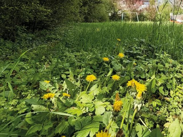 Grundstück kaufen in Gaumberg, Leonding
