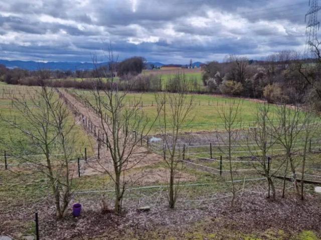 Grundstück kaufen in Mank, Niederösterreich