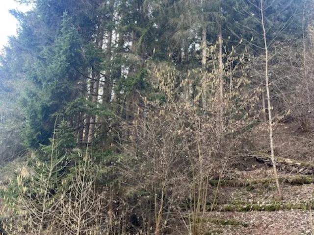 Grundstück kaufen in Laßnitz bei Murau, Steiermark
