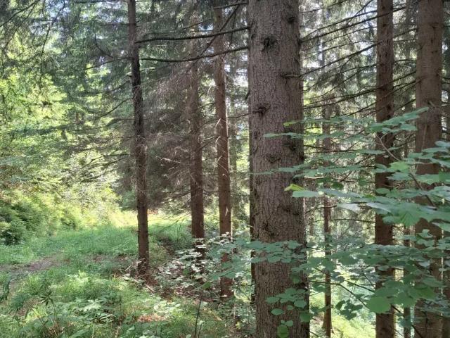 Grundstück kaufen in Steiermark