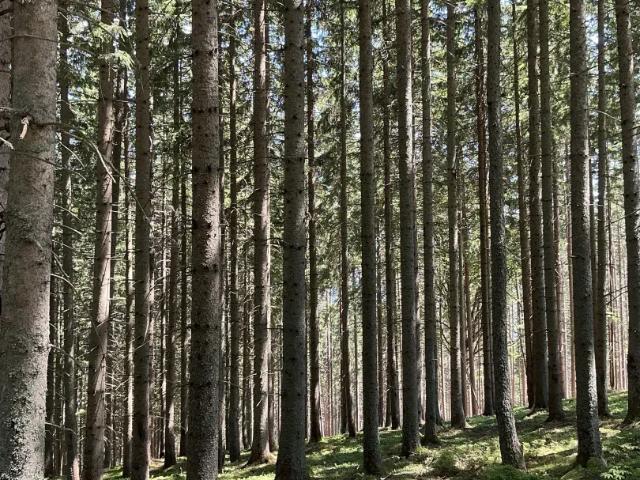 Grundstück kaufen in St. Michael in Obersteiermark, Steiermark