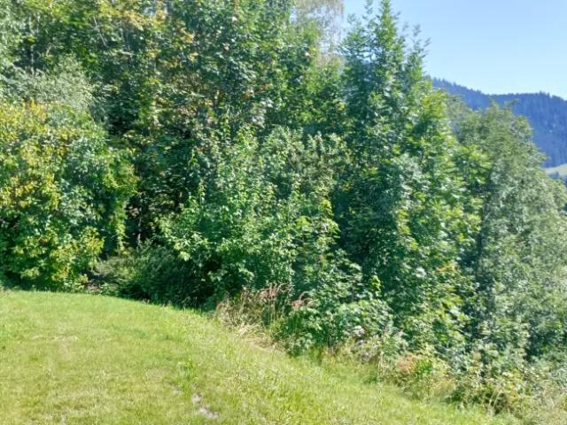 Grundstück kaufen in Spital am Semmering, Steiermark