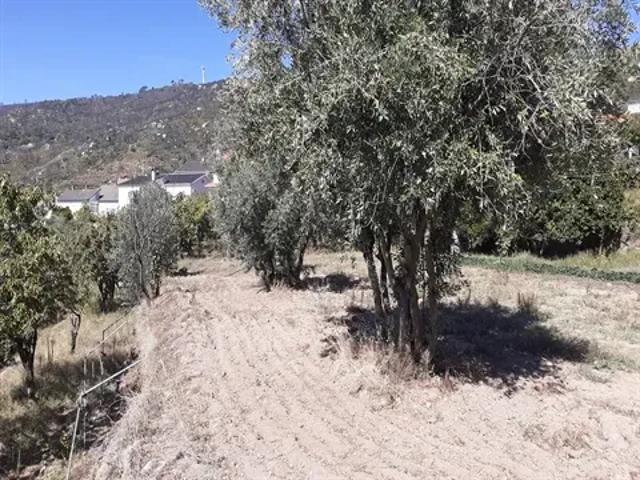 Terreno venda em Guarda
