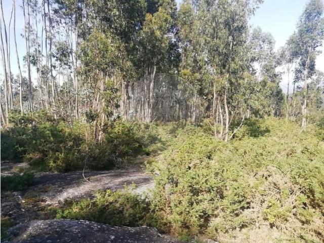 Terreno venda em Briteiros (Santa Leocádia), Guimarães