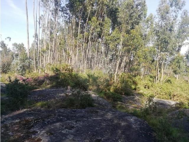 Terreno venda em Briteiros (Santa Leocádia), Guimarães