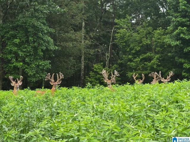 Land for sale in Blount, Alabama