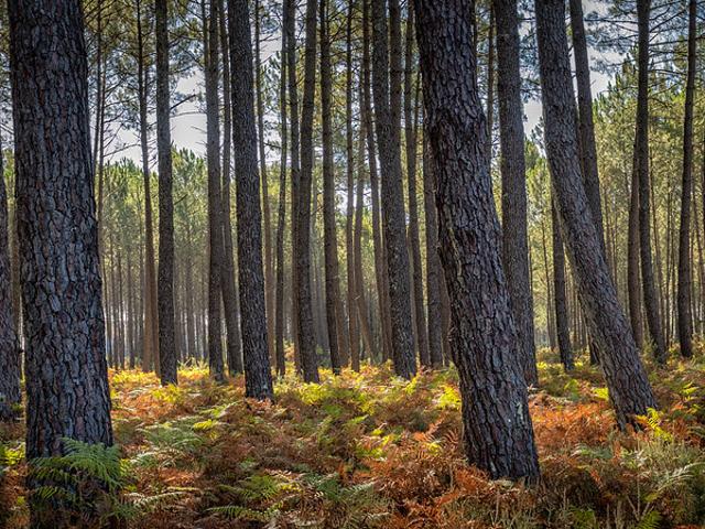Terrain vente à Arcachon, Gujan-mestras
