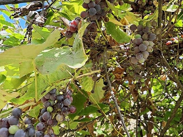 Düzce Merkez, Düzce içerisinde satılık mülk
