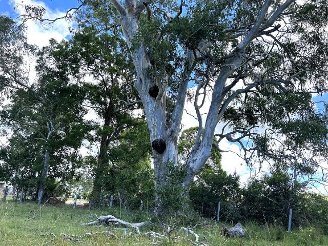 Property for sale in Gulmarrad, New South Wales