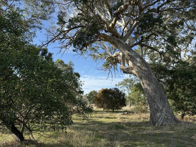 Property for sale in Comaum, South Australia
