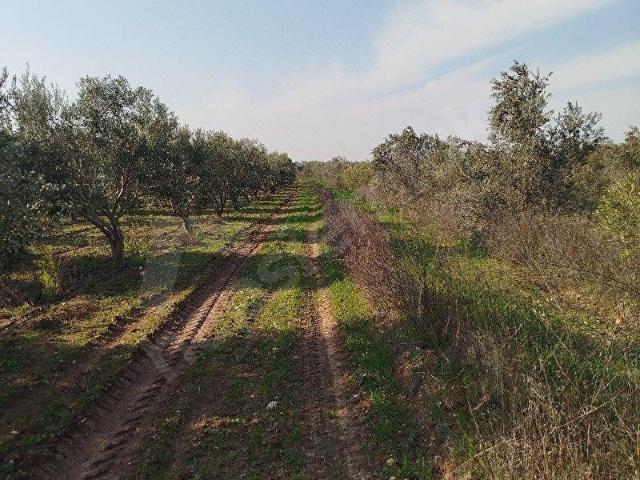 Saruhanli, Manisa içerisinde satılık mülk