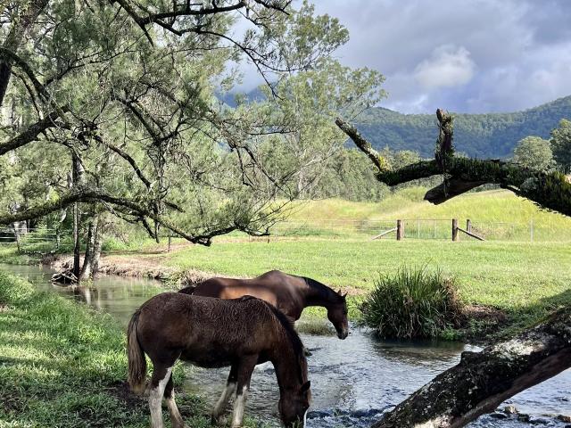 Cottage for sale in Cangai, New South Wales