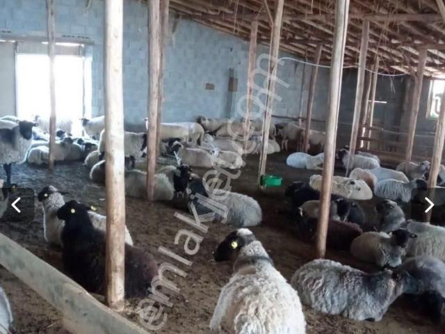 Güneysinir, Konya içerisinde satılık Fabrika