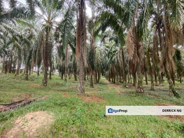 Shop for sale in Kuala Muda, Kedah