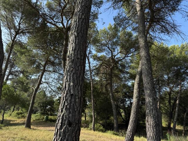 Terrain vente à Guzargues