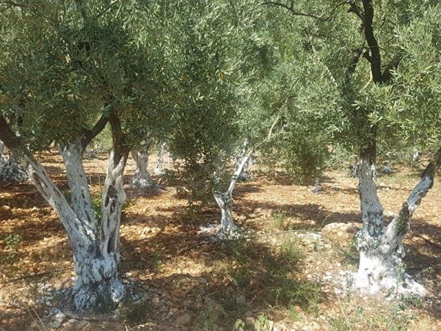 Güzelbahçe, İzmir içerisinde satılık Arsa