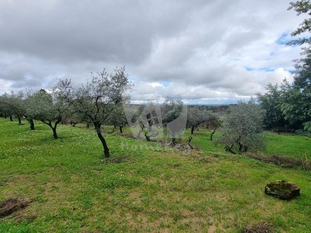 Quinta venda em Castelo Branco, Aldeia Nova Do Cabo