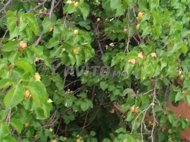 Propriété vente à Bejaad, Chaouia-Ouardigha