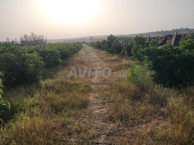 Propriété vente à Sidi Allal El Bahraoui