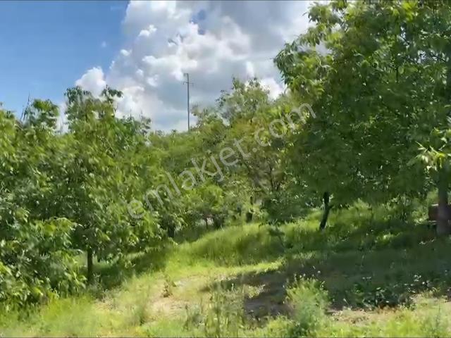 Beylikova, Eskişehir içerisinde satılık Fabrika