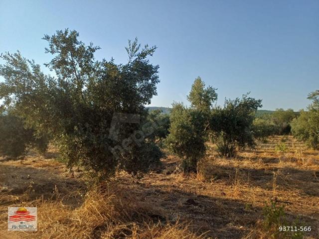 Hassa, Hatay içerisinde satılık Arsa