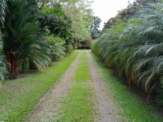 Hacienda Agrícola con Infraestructura Completa y Certificación de Agroturismo – Cochea Arriba, Chiri