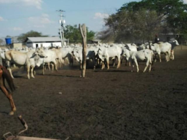 Finca en venta en Cojedes