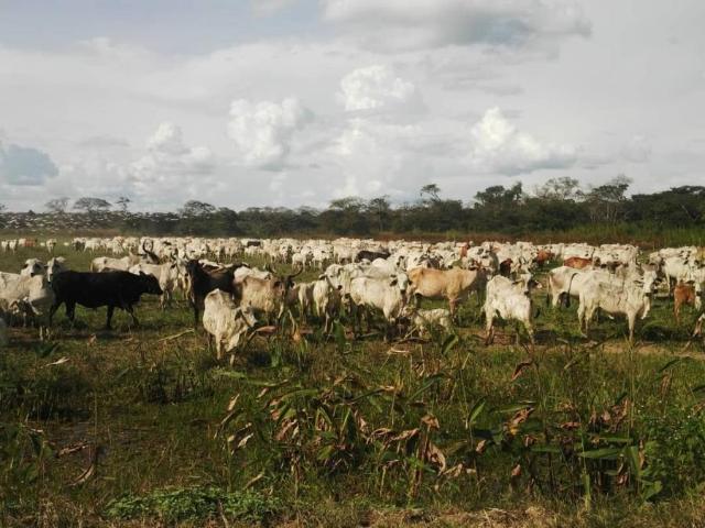 Finca en venta en Cojedes
