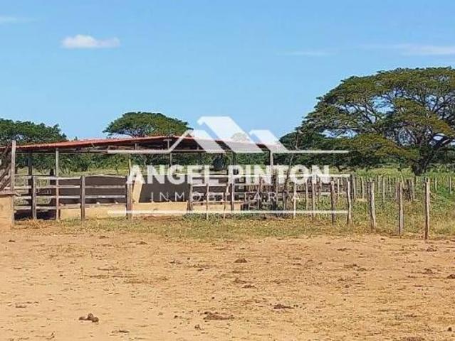 Finca en venta en Mauroa, Falcón