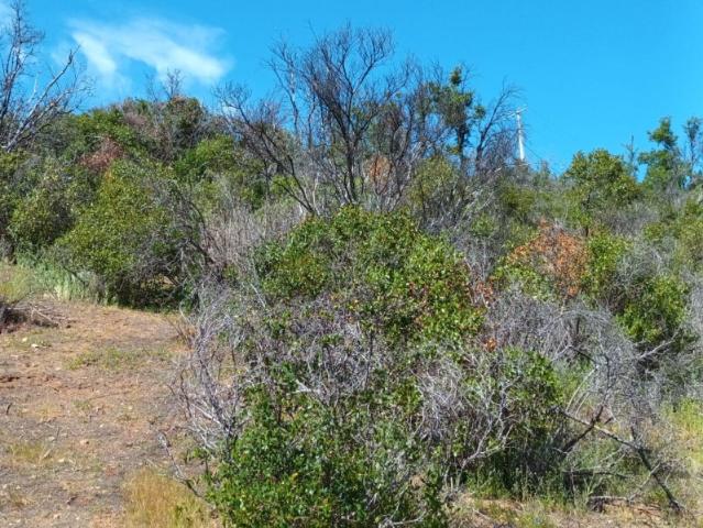 HACIENDA SAN JOSE, CURACAVI