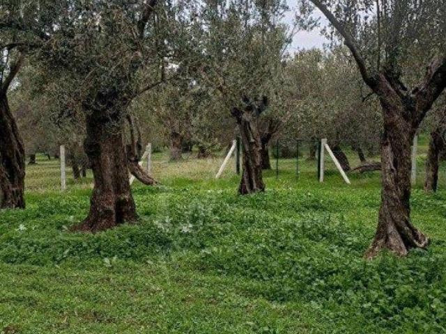 Köylüce, Havran içerisinde satılık mülk