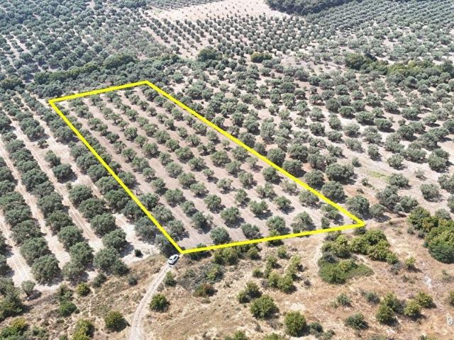 Hamidiye, Akhisar içerisinde satılık Arsa
