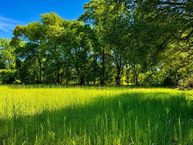 Land for sale in Arlington, Georgia