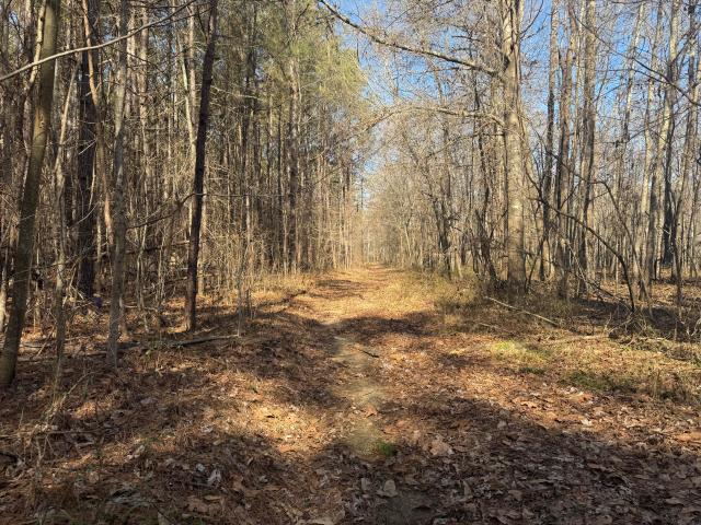 Land for sale in Woodland, Clay County