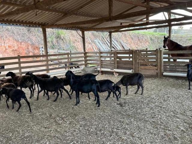 Sítio e chácara venda em Piracema