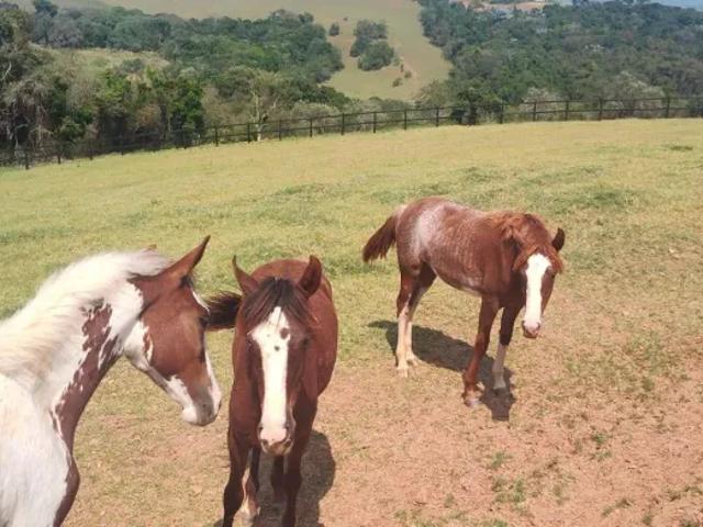 Fazenda venda em Região Imediata de Jundiaí, Região Metropolitana de Campinas