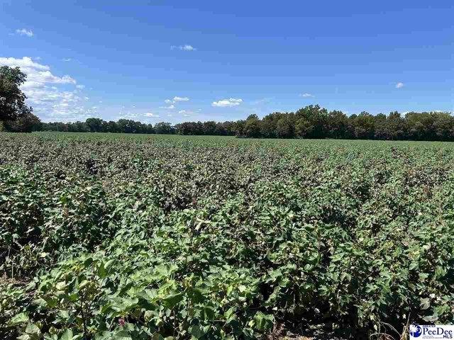 Land for sale in Dillon, South Carolina