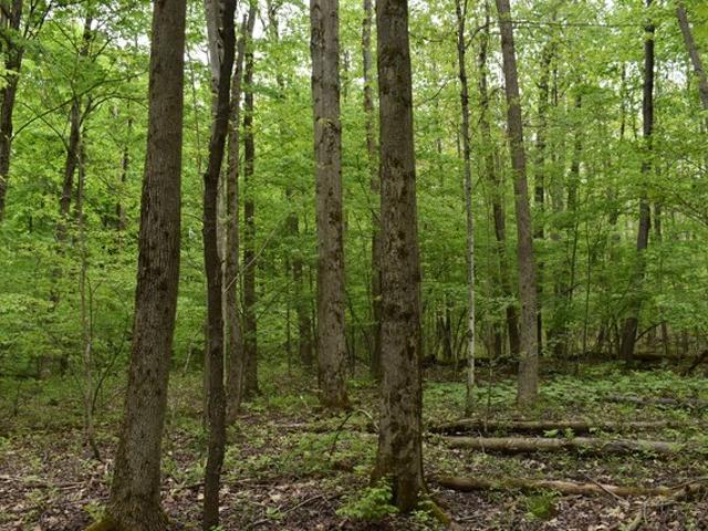 Land for sale in Gerry, New York