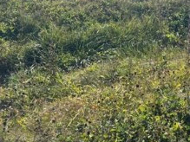 Land for sale in Davis Junction, Illinois