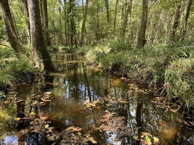 Land for sale in Bullock, Alabama
