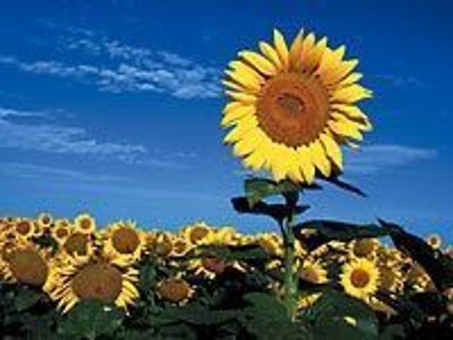 Haus kaufen in Haßloch, Rheinland-Pfalz