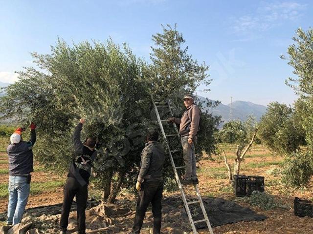 Hassa, Hatay içerisinde satılık Arsa