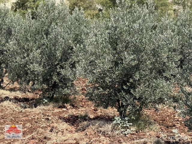 Hassa, Hatay içerisinde satılık mülk